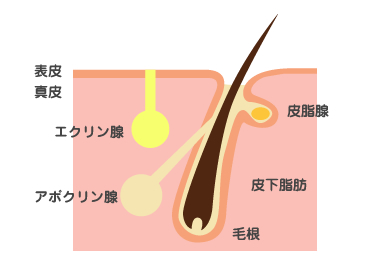 汗腺図